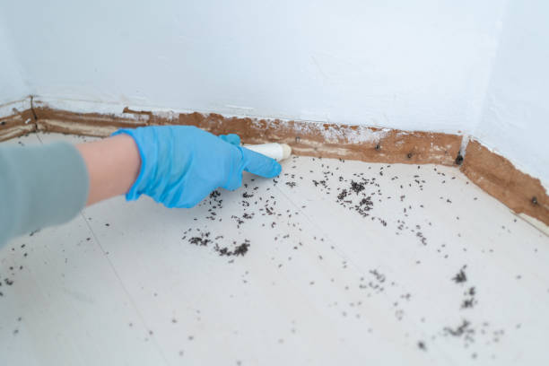 Best Pest Control Near Me  in Dripping Springs, TX